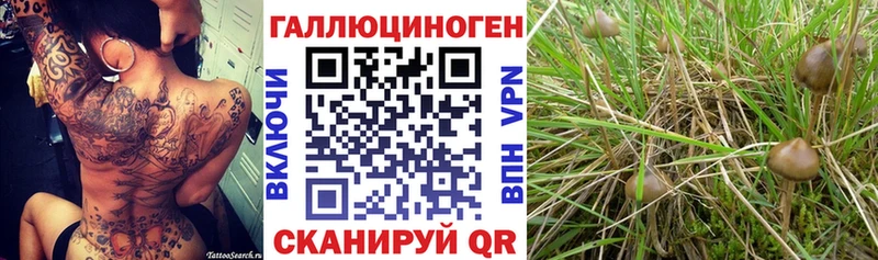 маркетплейс официальный сайт  купить наркотик  Гороховец  Псилоцибиновые грибы Psilocybine cubensis 